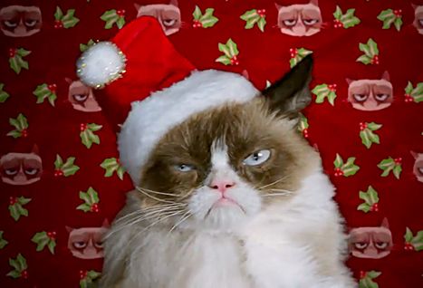 Self-explanatory. Cat Christmas Wallpaper, First Day Of December, Grumpy Cat Christmas, Christmas Memes, Adornos Halloween, Cat Spray, Angry Cat, Movie Trailer, Cat Christmas