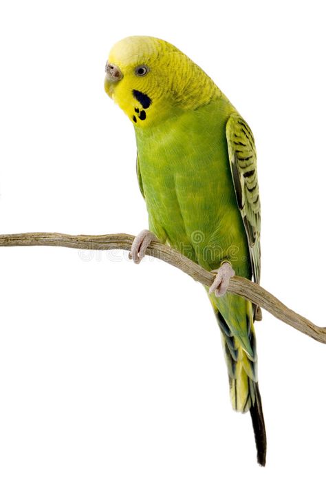 Yellow Budgie, Flying Photography, Green Budgie, Budgie Bird, Budgies Bird, Christmas Illustrations, Christmas Illustration, Yellow And Green, Animals Images