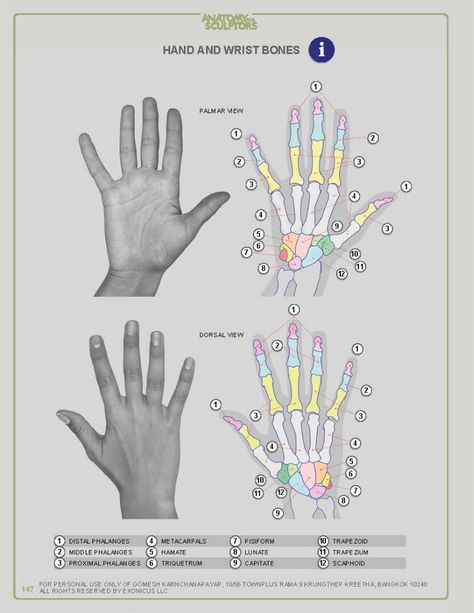 ANATOMY FOR SCULPTORS – 218 fotos | VK Hand Bone Anatomy, Human Hand Bones, Anatomy For Sculptors, Learn To Draw People, Hand Bones, Hand Anatomy, Body Ideas, Male Figure Drawing, Shadow Drawing