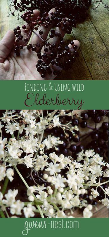 Summer Foraging, Medicine Recipes, Medicinal Weeds, Food Foraging, Herbal Medicine Recipes, Earth Style, Wild Food Foraging, Foraging Recipes, Edible Wild Plants