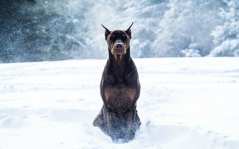 Doberman Pinscher Dog, Doberman Dogs, Random Inspiration, Appaloosa, Guard Dogs, Doberman Pinscher, Cane Corso, Clint Eastwood, Quarter Horse