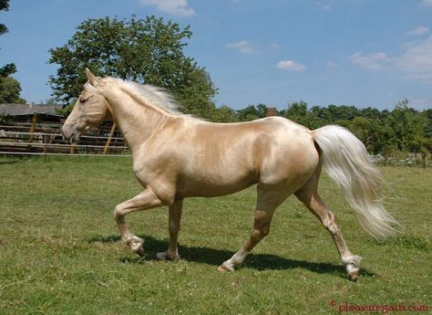 gold champagne - Tennessee Walker stallion Pleasure's Pot o' Gold Champagne Horse, Ahal Teke, Tennessee Walker, Buckskin Horse, Akhal Teke Horses, Tennessee Walking Horse, Cai Sălbatici, Pony Breeds, Golden Horse