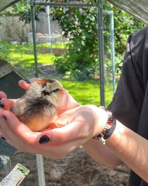 Week-by-Week Guide to Raising Chicks – Sunrise Chores for Small Animal Farm Small Animal Farm, Raising Baby Chicks, Baby Chicks Raising, Heat Lamp, Raising Chicks, Egg Production, Animal Farm, Nesting Boxes, Baby Chicks