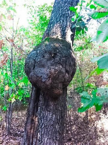 Mixed Media Wood Art, Wood Lath Art, Bristlecone Pine Tree, Tree Burl, Wood Bowls Carving, Bushes And Shrubs, Red Maple Tree, Wood Burl, Purple Heart Wood