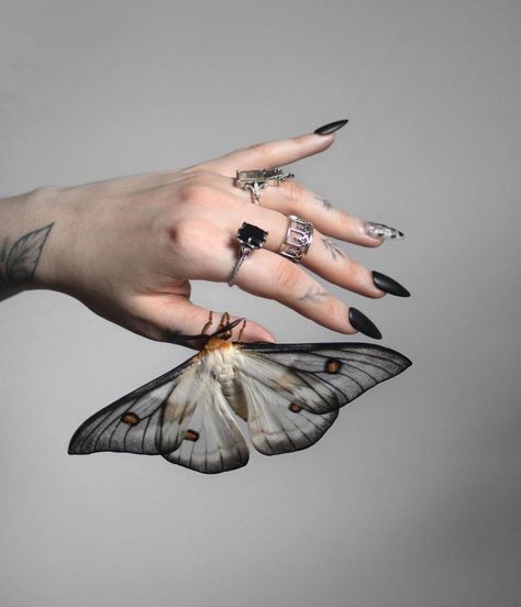 Goth Moth, Types Of Moths, Silk Moth, Bug Tattoo, Moon Moth, Plus Size Rings, Moth Tattoo, Wings Tattoo, Butterfly Clips