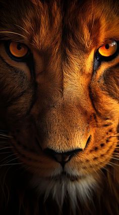 Lion Eyes, Tiger Photography, Wild Animal Wallpaper, Lion Photography, Lions Photos, Hugs And Cuddles, Man Cave Art, Lion Wallpaper, Wild Animals Pictures