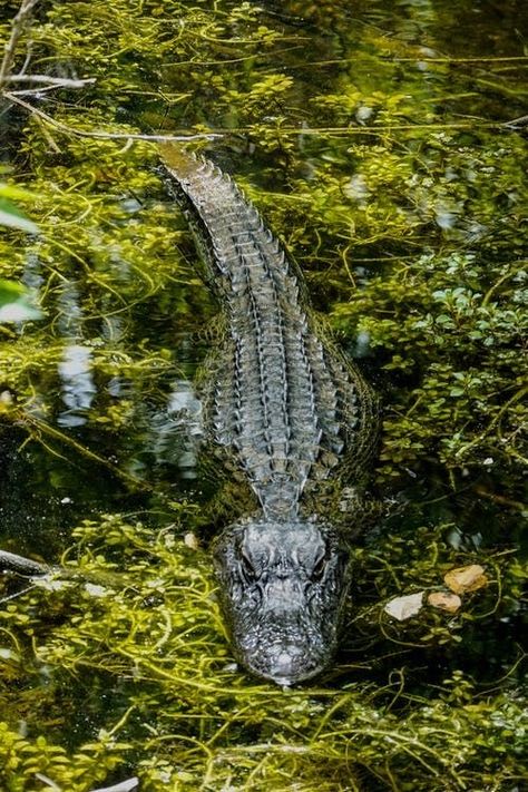 Crocodile Pictures, Big Scary, Cool Car Drawings, Cute Reptiles, Body Of Water, Crocodiles, Reptiles And Amphibians, Wild Nature, Cute Animal Videos