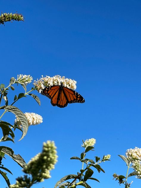 monarch butterfly blue skies Butterfly Astethic, Mariposas Aesthetic, Butterflies Aesthetic, Spring Butterfly, Flowers Butterfly, Beautiful Bugs, Wallpaper Nature Flowers, Butterfly Pictures, Monarch Butterfly