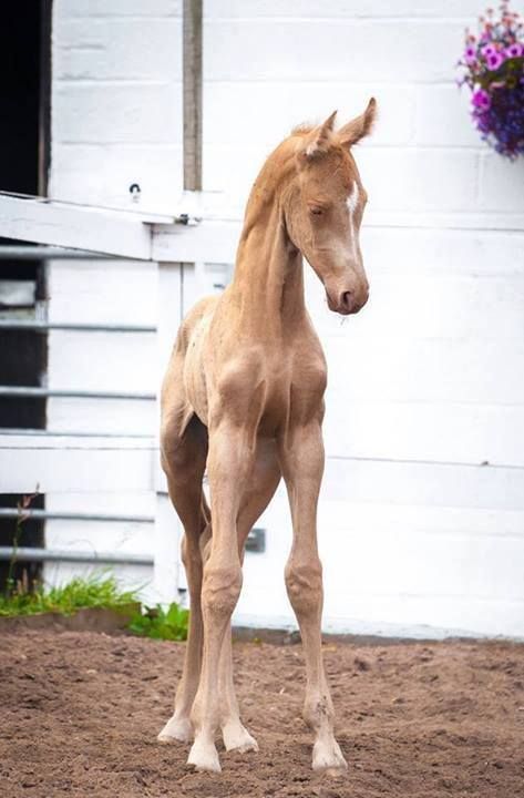 Cremello Horse, Akhal-teke, Ahal Teke, Akhal Teke Horses, Golden Horse, Akhal Teke, Most Beautiful Horses, Baby Horses, Majestic Horse