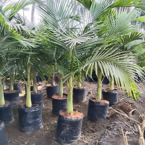 Alexander Palm Archontophoenix alexandrae #AlexanderPalm #ArchontophoenixAlexandrae #SvkNursery Alexander Palm, Alexander Palms, Alexander, Quick Saves