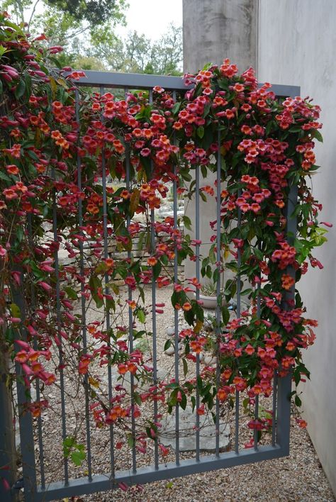 Cross vine from ROCK ROSE Cross Vine, Creeper Plants, Grapevine Growing, Creepers Plants, Orchard Tree, Home Backyard, Backyard Dreams, Rock Rose, Garden Vines