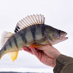 Person holding a yellow perch fish Perch Fish, Fish Photography, Yellow Perch, Ice Fishing Lures, Farm Pond, Perch Fishing, Fish Hatchery, Winter Tips, Winter Fishing