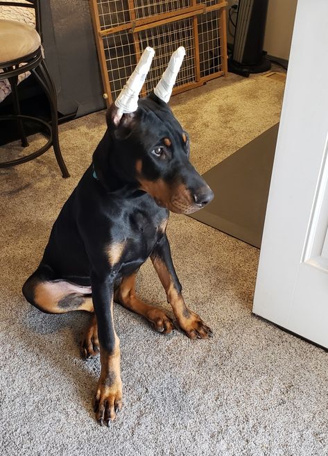 Rebuy look at those ears Toni Mahfud, Doberman Love, Pointy Ears, Pointed Ears, Cute Birthday Outfits, Dream Dog, Up Dog, Birthday Outfits, Doberman