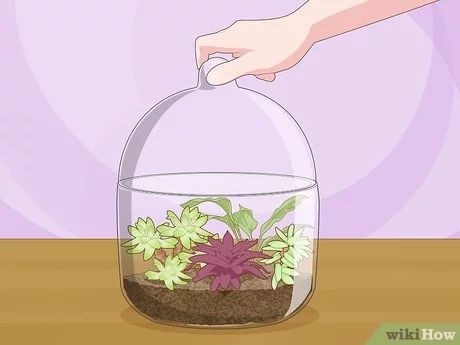 4 Simple Ways to Create Humidity for Indoor Plants - wikiHow Life Humidity Dome For Plants, Diy Humidity Dome, Terrarium Closed, Plant Box, Succulents Indoor, It's Hard, Simple Way, Air Conditioning, Terrarium