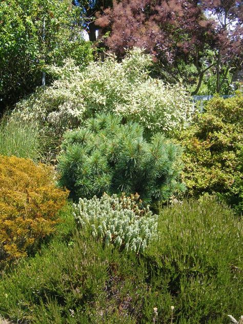 Pacific Horticulture Society | Adapting to Change Contemporary Planting, Backyard Planting, Designing Gardens, Adapting To Change, Pnw Garden, Pacific Northwest Garden, Pacific Northwest Style, Northwest Garden, Habitat Garden