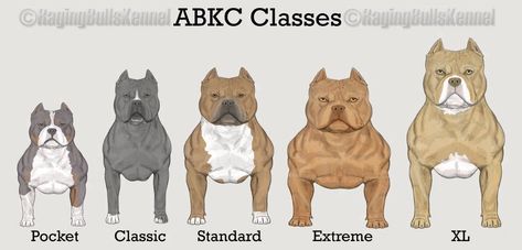 WHAT IS A POCKET SIZE AMERICAN BULLY? MICRO VS POCKET, STANDARD, XL & THE EXOTIC BULLY | Venomline Pitbull Colors, American Bully Kennels, American Bully Pocket, Bully Pitbull, Pocket Bully, Bully Breeds Dogs, American Pitbull, Bully Dog, Types Of Dogs