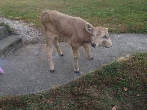 Two-Headed Calf Called ‘Lucky’ Dies After 108 Days of Life Deformed Animals, Two Headed Calf, Cow Pictures, Two Faced, Witchy Wallpaper, Fallout New Vegas, A Day In Life, Mammals, Kentucky