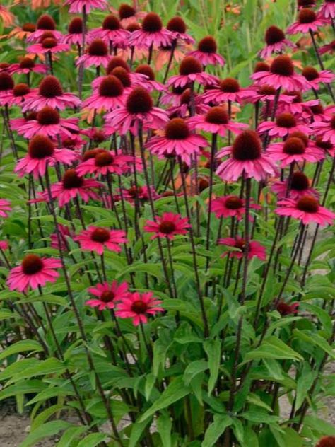 Perennial Borders, Pink Perennials, Full Sun Perennials, Herbaceous Border, Perennial Border, Sunset Lake, Echinacea Purpurea, Light Lavender, Raised Bed