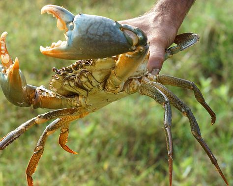 mud crab Mud Crab, Sustainable Fishing, The Best Recipes, Best Recipes, Drawing Techniques, Crab, Painting & Drawing, Fishing, Indonesia