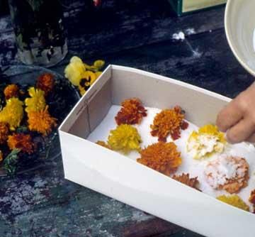 How To Dry Flowers, Dried Marigold, Preserve Flowers, Growing Marigolds, Marigold Flowers, Marigold Flower, Dry Flowers, Annual Flowers, Silica Gel