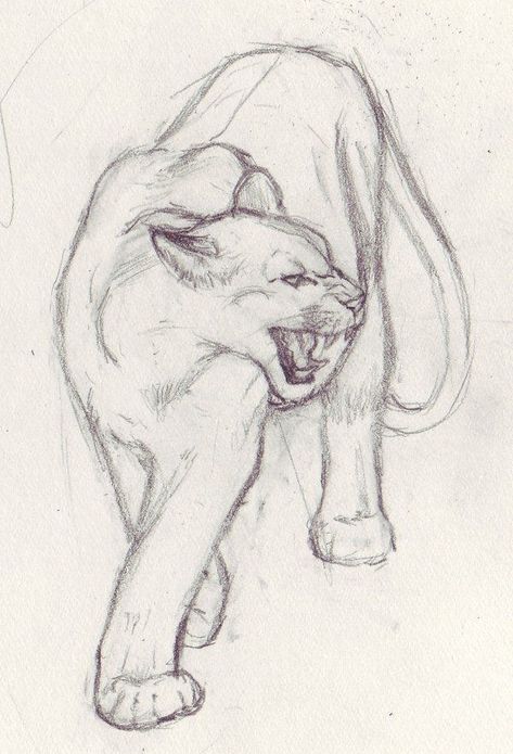 Big Cat Drawing, Sketch Lion, Skitse Bog, Pencil Drawing Ideas, Lion Sketch, Animal Drawings Sketches, Art Tools Drawing, Easy Drawings Sketches, Art Drawings Sketches Creative