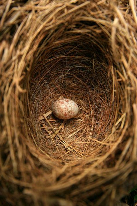 / Nature Retreat, Bird Nests, Egg Nest, Bird Eggs, Cottage Interiors, Bird Cages, Bird Nest, Country Road, Bird Feathers