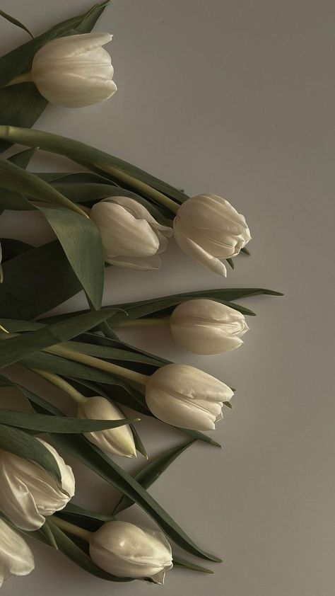 Simplistic Wallpaper, Wallpaper Ipad, Nothing But Flowers, Flower Therapy, White Tulips, Beautiful Bouquet Of Flowers, Flower Phone Wallpaper, Minimalist Wallpaper, Beautiful Flowers Pictures