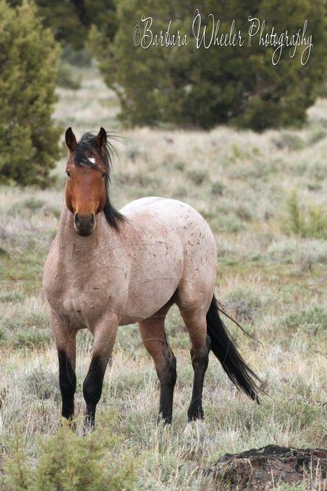 bay roan Mustang Photography, Roan Horse, Horse Coat Colors, Gorgeous Horses, Pinto Horse, Horse Inspiration, Mustang Horse, Bay Horse, Blue Roan