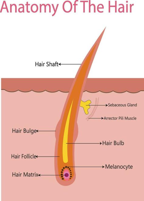 Anatomical training poster. Hair growth phase step by step. Stages of the hair growth cycle. Anagen, telogen, catagen. Skin anatomy. Cross section of the skin layers. Medical vector illustration Medical Vector, Skin Anatomy, Body Essentials, Skin Layers, Hair Growth Cycle, Vector Infographic, Cross Section, Level 4, Beauty Body