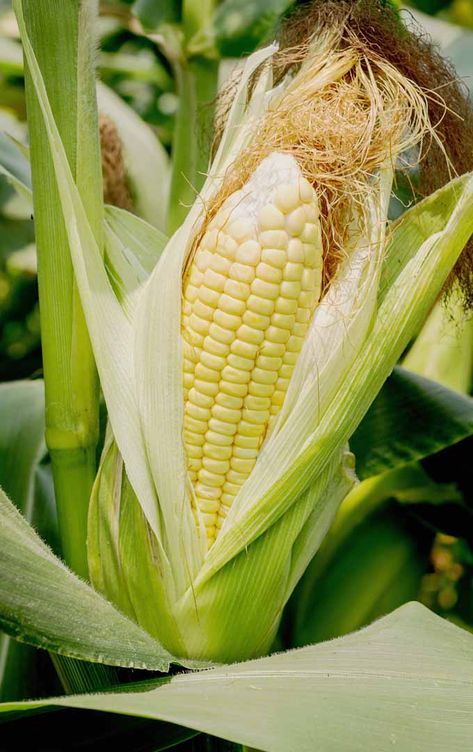 Corn In Garden, Corn Growing, Growing Sweet Corn, Growing Corn, Ear Of Corn, Plants Vegetables, Organic Pesticide, Corn Salad Recipes, Corn Seed