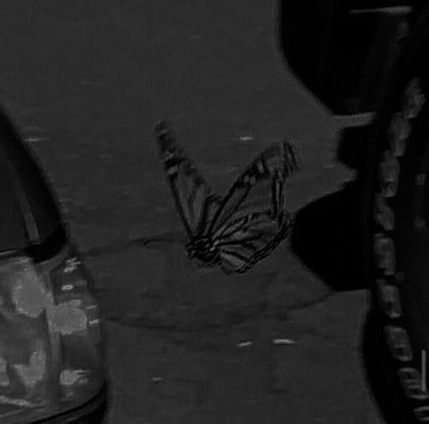 White Photo, A Butterfly, A Black, Black And White, White, Black