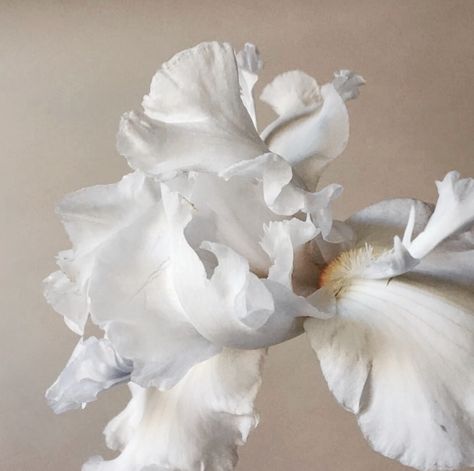 Image about white in flowers by farida on We Heart It Baltic Mythology, Drakengard 3, Karla Deras, White Iris, Foto Art, Iris Flowers, White Aesthetic, Summer Baby, White Flower