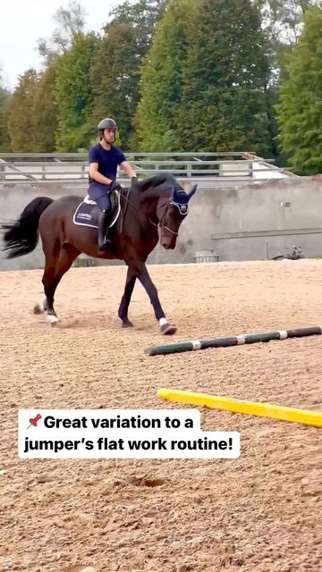 EQUUS ACADEMY on Instagram: "⤵️FURTHER DIRECTIONS⤵️ This is a nice exercise to be included in a jumper’s flatwork routine! ✅Keep the horse straight and in the middle of the poles throughout the exercise. ✅Mantain a regular and steady canter, focusing on maintaining a supple and balanced horse. ✅Do the exercise on both reins. 🌟The exercise can be done in trot first! 👉Your #equestrianworkout is done! . . Questo è un ottimo esercizio da inserire nella routine di lavoro in piano di un saltato Canter Poles Exercises, Flatwork Exercises Horses, Pole Exercises For Horses, Polework Exercises, Equestrian Workout, Horse Jumping Exercises, Work Routine, The Horse, Horse Riding