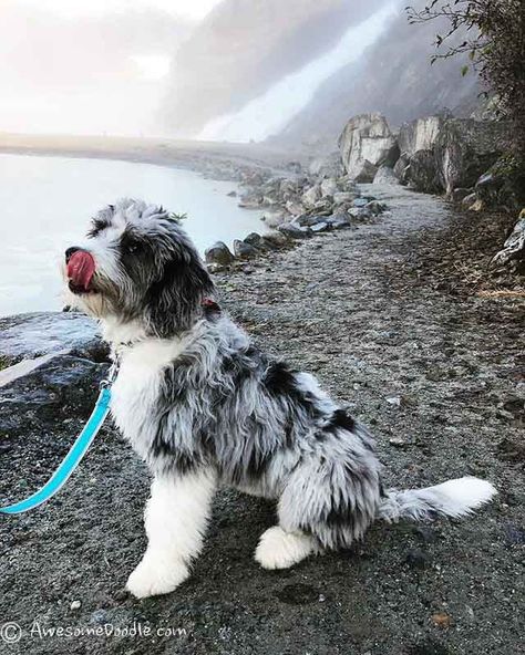 Australian Shepherd Poodle Mix, Australian Shepherd Dogs, Doodle Dog, Poodle Mix, Dog Agility, Australian Shepherd, Beautiful Dogs, Dog Life, Dog Love