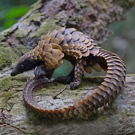 Black-bellied Pangolin (Phataginus tetradactyla) / Pangolin à longue queue / Image by gabonseanbellon (Sean Bellon) from instagram Unique Cute Animals, Cute Unique Animals, Animal Photo Reference, Rare Animals Real, Pangolin Tattoo, Pangolin Animal, Uncommon Animals, Fast Animals, Animal Reference Photos