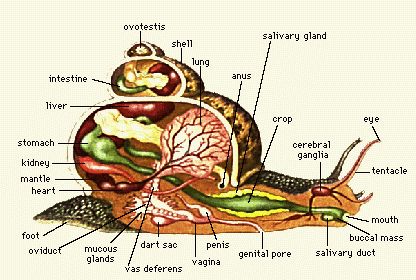 As if we need to know about snail parts.. African Snail, Snail Farming, Giant African Land Snails, Giant Snail, Pet Snails, Vet Medicine, Animal Science, Beautiful Bugs, Scientific Illustration