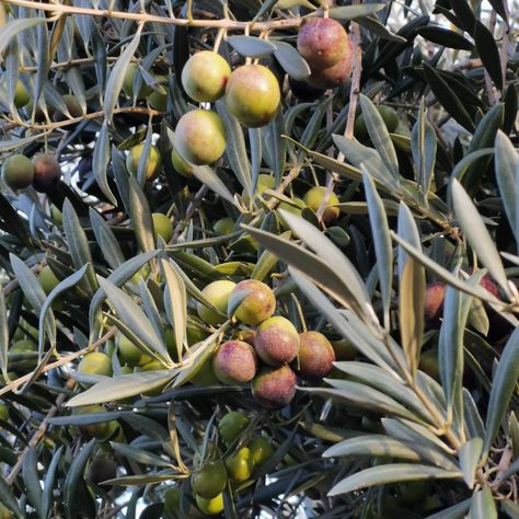 How to Dry Olive Leaves and Make Your Own Olive Leaf Tea – Deep Green Permaculture Olive Leaf Tea Benefits, Olive Leaf Tea, Types Of Olives, Olive Harvest, Fresh Olives, Herbal Remedies Recipes, Olive Leaves, Tea Health Benefits, Food Medicine