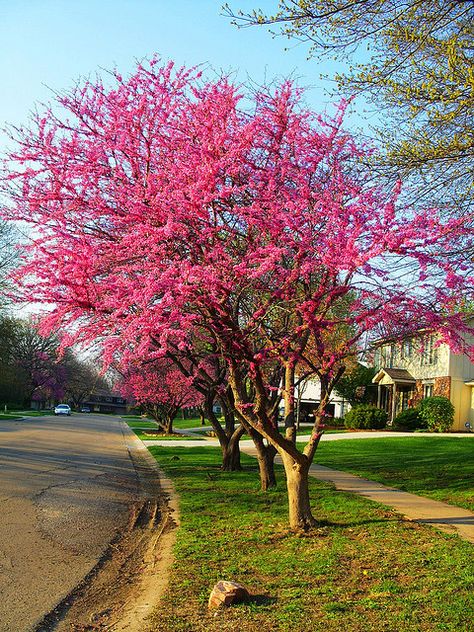 Redbud tree    http://www.bhg.com/gardening/plant-dictionary/tree/redbud/ Eastern Redbud Tree, Redbud Trees, Tree Tat, Cercis Canadensis, Tree Seedlings, Redbud Tree, Red Bud, Down Town, Blooming Trees