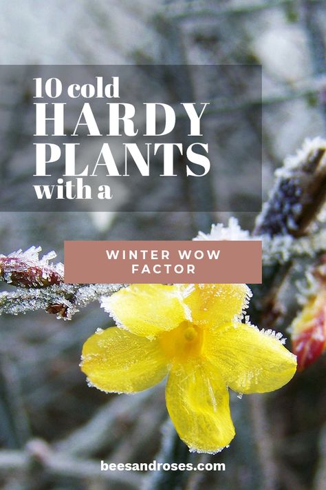 10 Cold Hardy Plants With A Winter WOW Factor ~ Bees and Roses Nandina Plant, Cold Climate Gardening, Winterberry Holly, Gardening Tips For Beginners, Ornamental Kale, Gardening Hacks, Winter Plants, Flower Farmer, Pallets Garden