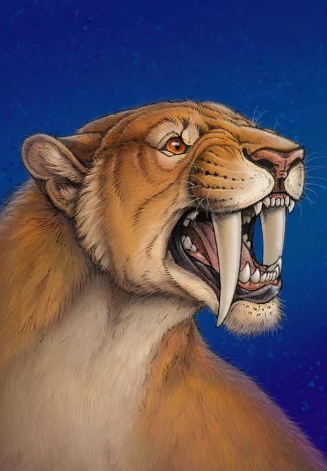 S.M. Bittler a Twitteren: "Hi! :) Here's the Smilodon populator I did for the Sixth Extinction Kickstarter (https://t.co/zStzv2UgK4). Reconstructed it from a skull in the manner of the AMAZING Mauricio Antón, but in my own style. LOL, here's my messy WIP process w/adjustments along the way. https://t.co/n5K6gd8Tgc" / Twitter Smilodon Art, Saber Tooth Tiger Drawing, Smilodon Populator, Sabertooth Tiger Fantasy Art, Sabertooth Tiger, Troodon Paleoart, Angry Tiger Painting, Tiger Drawing, Prehistoric Wildlife