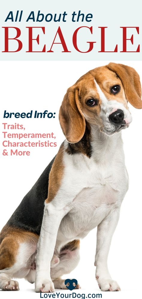 Begal Dogs, Beagle Dog Facts, Beagle Dog Puppies, Beagle Colors, Best Small Dog Breeds, Beagle Breeds, New Baby Quotes, Dog Names Unique, Beagle Hound