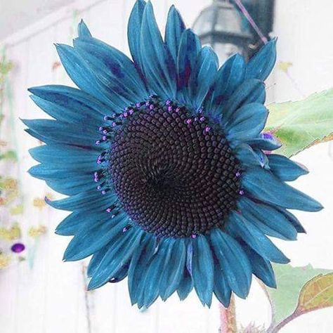 Midnight oil blue Sunflower Flower Garden Ideas Landscaping, Flowers For Butterflies, Heirloom Gardening, Gorgeous Plants, Sunflower Iphone Wallpaper, Enchanted Gardens, Outdoor Gardens Landscaping, Growing Sunflowers, Blue Sunflower