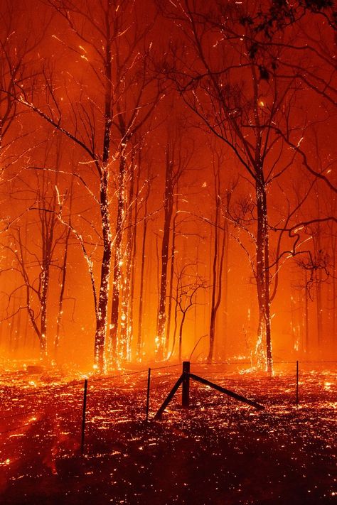 Wooden Skyscraper, What Is Climate, Wildland Fire, Watch The World Burn, Cash Crop, World On Fire, Washington Square Park, Forest Floor, Forest Fire