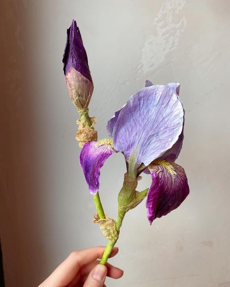 Happy May Day 🌸🌞🏋️‍♀️ The sun is shining and today actually feels like peak spring which means the irises will be blooming here soon! This is the one and only time I�’ve made a bearded iris out of paper. Usually I make them with air dry clay, but for this custom made flower made for Ardea, my reference images were irises that grew in her grandmother’s garden — the ones that have smoother and thinner petals, with not as much buckling as other types do. I don’t know if that variety has a speci... Happy May Day, May Days, Happy May, May Day, Sun Is Shining, Bearded Iris, Iris Flowers, Irises, Paper Artist