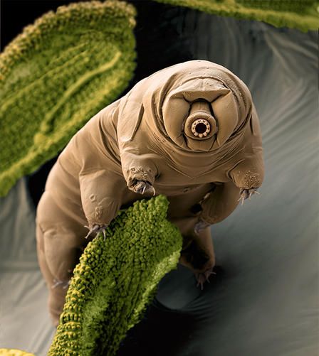 Tardigrade is a microscopic animal that lives on moss. Microscopic Animals, Moss Piglet, Macro Insects, Science Images, Microscopic Photography, Regnul Animal, Microscopic Images, 다크 판타지, Little Critter