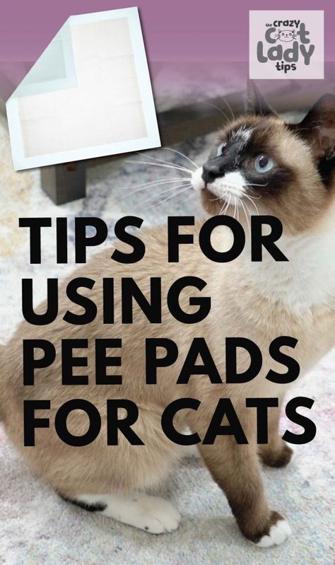 Wait cats can use pee pads? Yup, you read that right! We have a current cat pee pads user here in our house. So yes pee pads for cats is absolutely a thing! Litterbox Solutions, Lady Tips, Training Cats, Diy Cat Treats, Dog Pee Pads, Tidy Cats, Potty Pads, Cat Pee, Puppy Pads