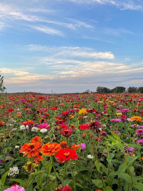 #zinnias #garden #wisconsin #flowers Zenia Flower, Wisconsin Flowers, Zinnia Field, Zinnias Garden, Biology Project, Biology Projects, Flower Farming, Zinnia Flowers, Parts Of A Plant