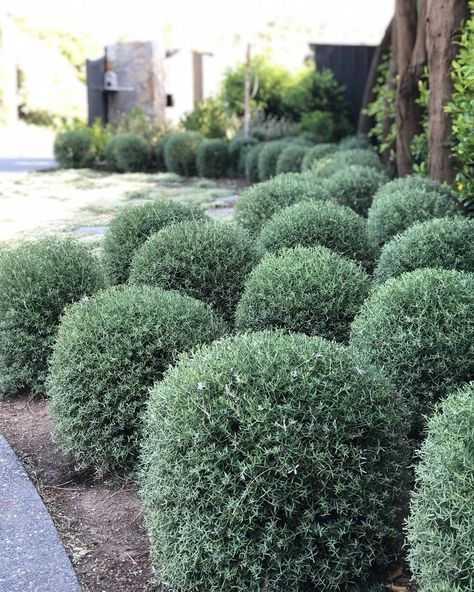 Topiary Balls, Mass Planting, Ball Topiary, Dubai Garden, Woodland Park, Design Landscape, Planting, Dubai, Cut Out