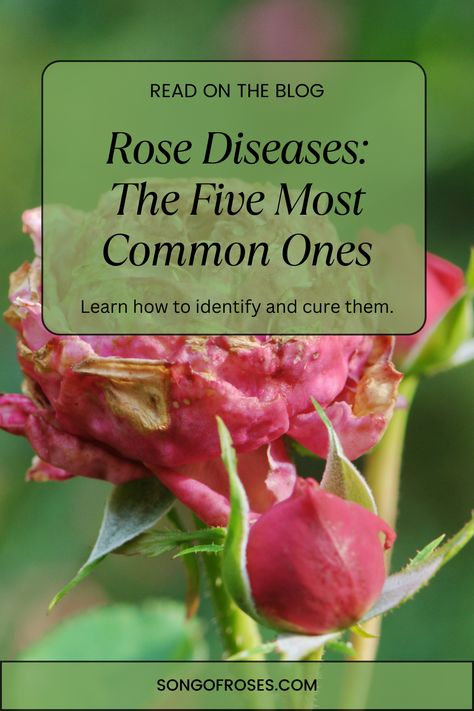 Rose Diseases Leaves, Roses Garden Care, Rose Diseases, Rose Companion Plants, Diseases Pictures, Rose Plant Care, Drift Roses, Salt Scrubs, Practical Garden