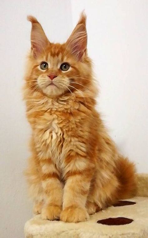 Orange Maine Coone Kitten, Ginger Maine Coone, Orange Maine Coone, Petting Cat, Maine Coone, Aesthetic Funny, Dream's Cat, Cats Pet, Orange Tabby Cats